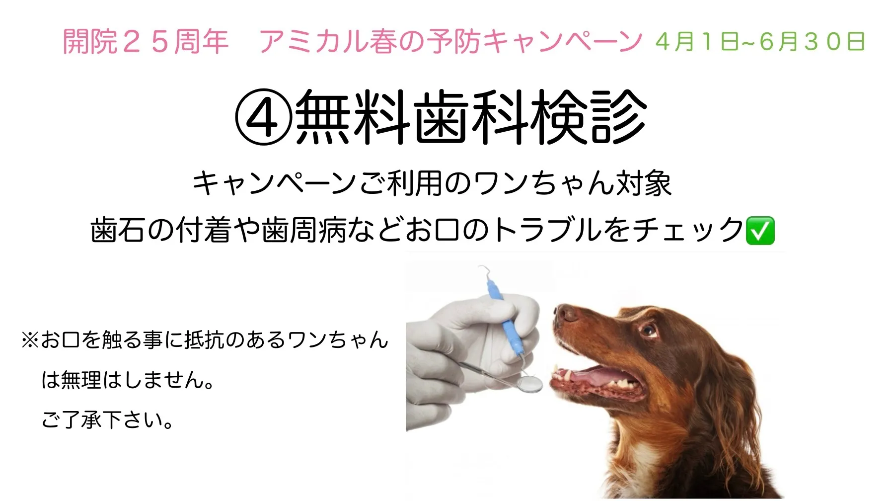 春のキャンペーン④無料歯科検診🦷【犬】