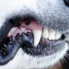 犬と猫の歯科